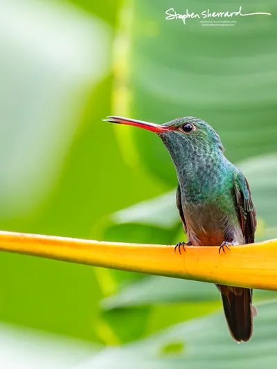 Hummingbirds of Costa Rica